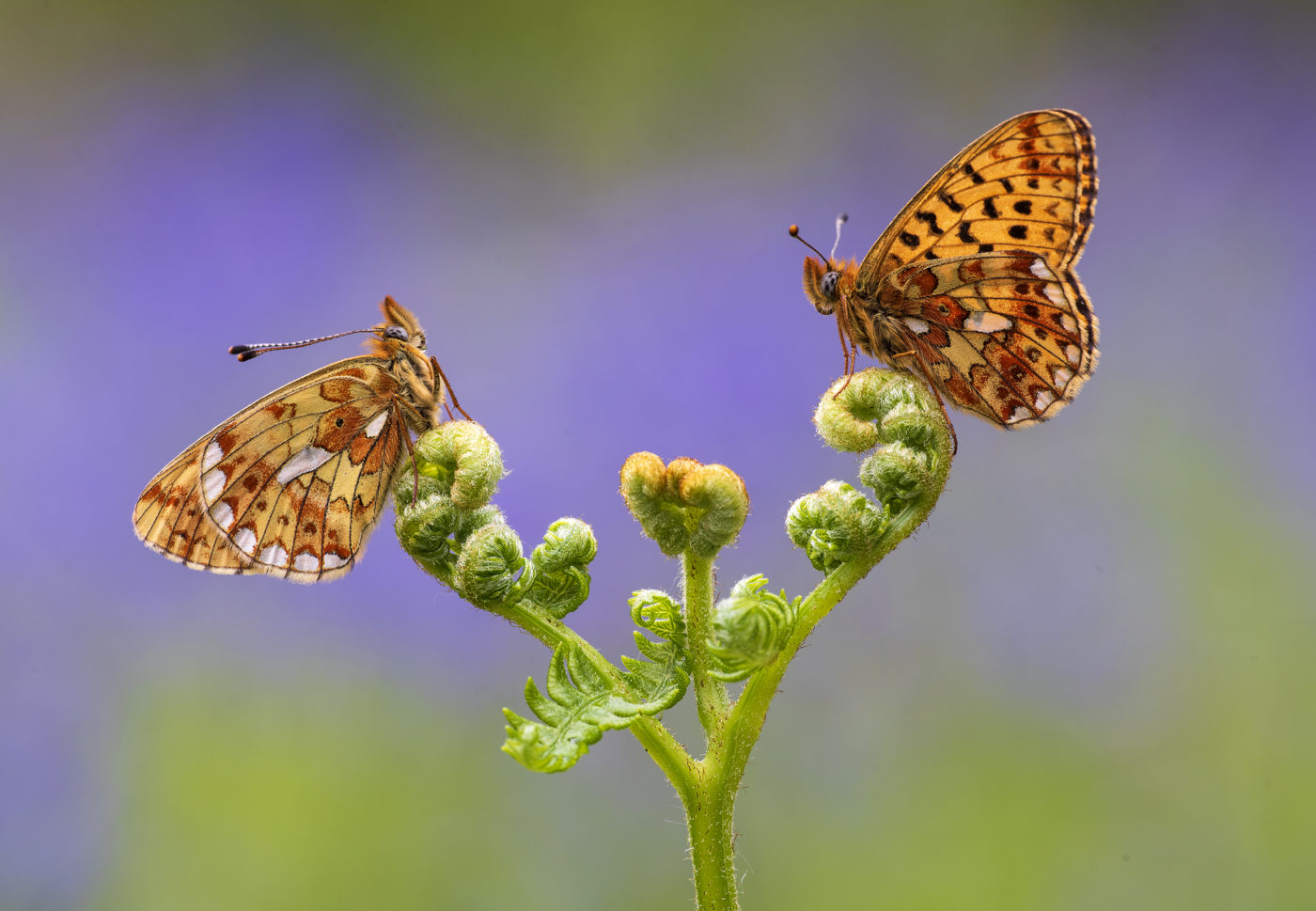 Pearl-bordered Fritillaries, Boloria euphrosyne